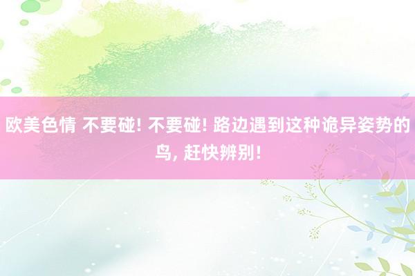 欧美色情 不要碰! 不要碰! 路边遇到这种诡异姿势的鸟， 赶快辨别!